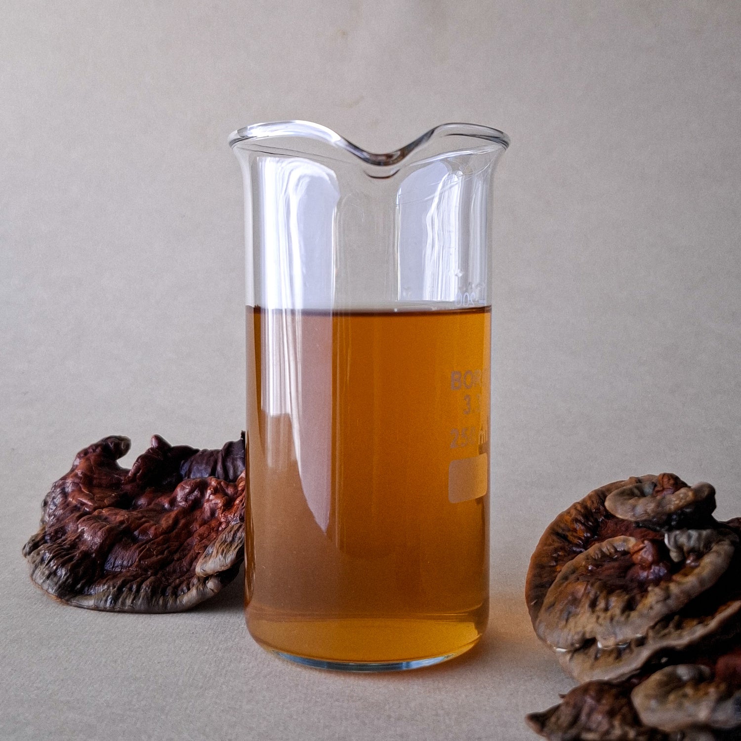 Australian Reishi liquid extract