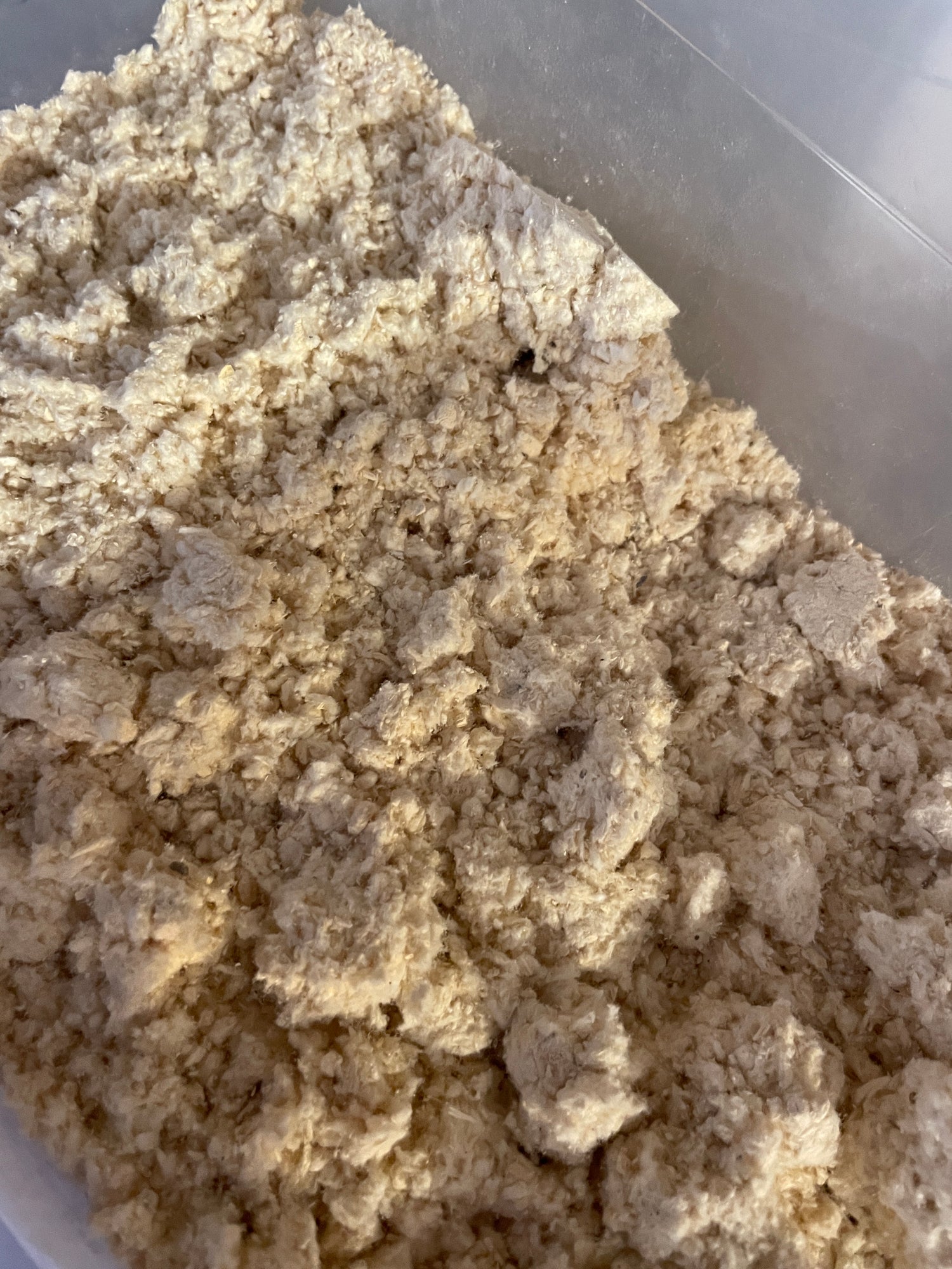 Australian Turkey Tail Mushroom Powder